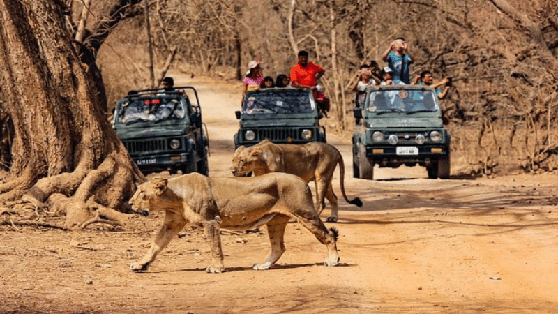 Sasan Gir